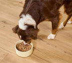 Puppy Chicken & Salmon Pâté, moist brown wet food in a cream ceramic bowl as a brown-and-white puppy eats it.