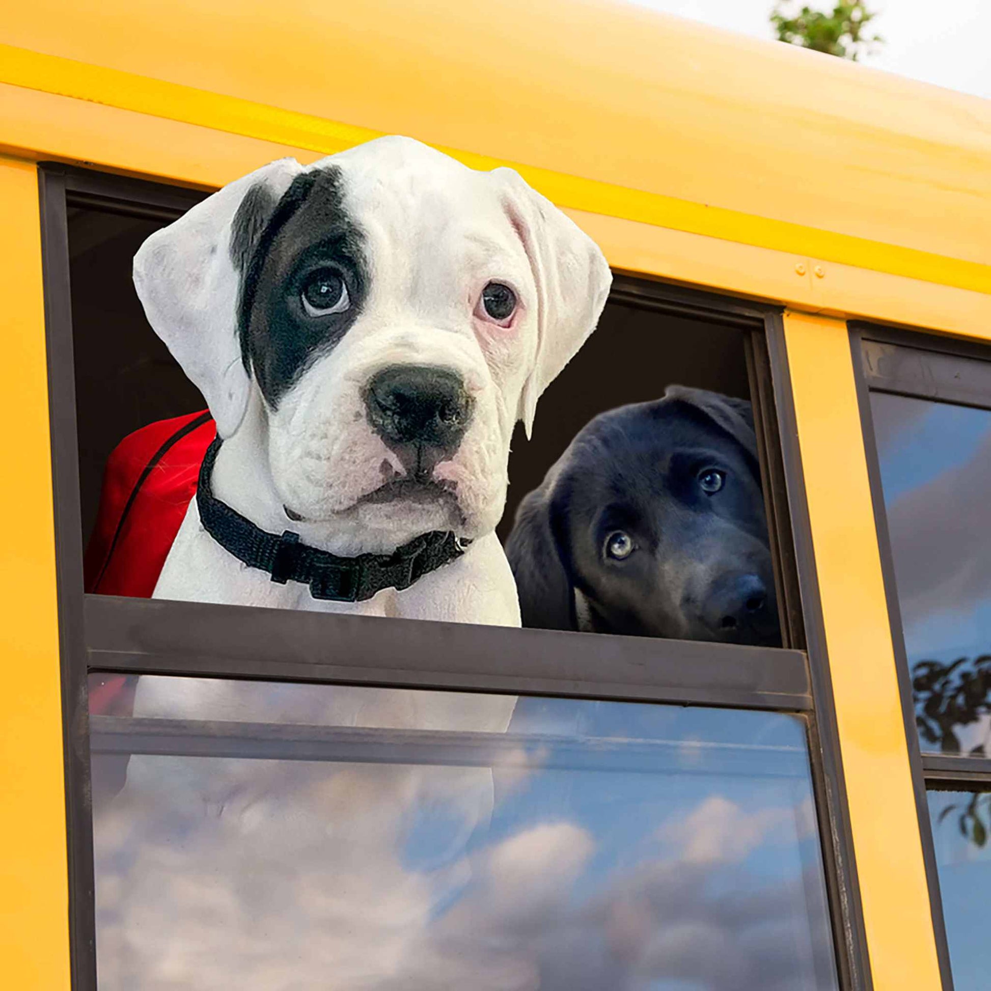 Two puppies looking out of a yellow vehicle window representing Gold Puppy dog food for puppies and nursing mothers with probiotics and salmon oil