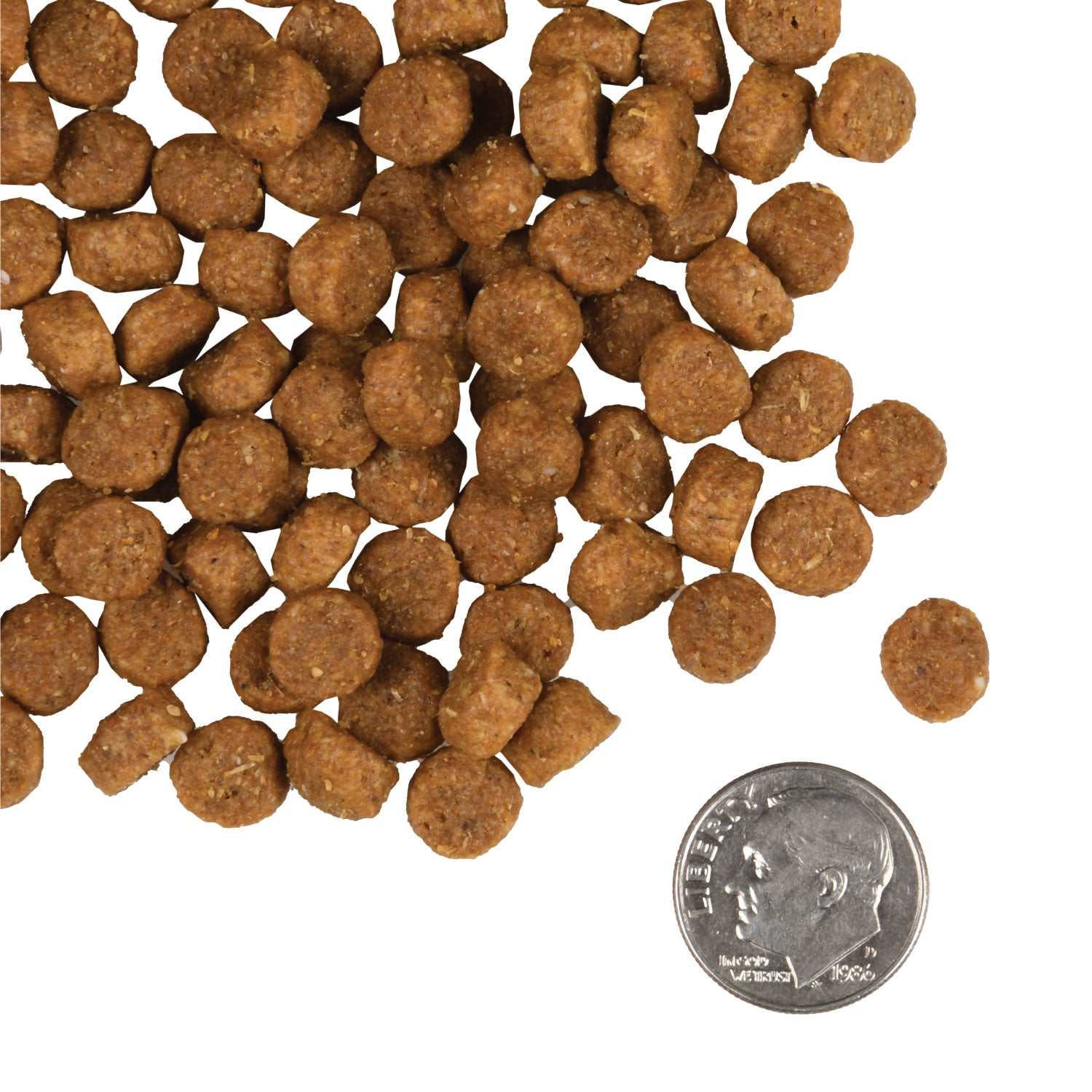 Gold Puppy dog food kibble with dime for size, nutritious formula for puppies and nursing mothers