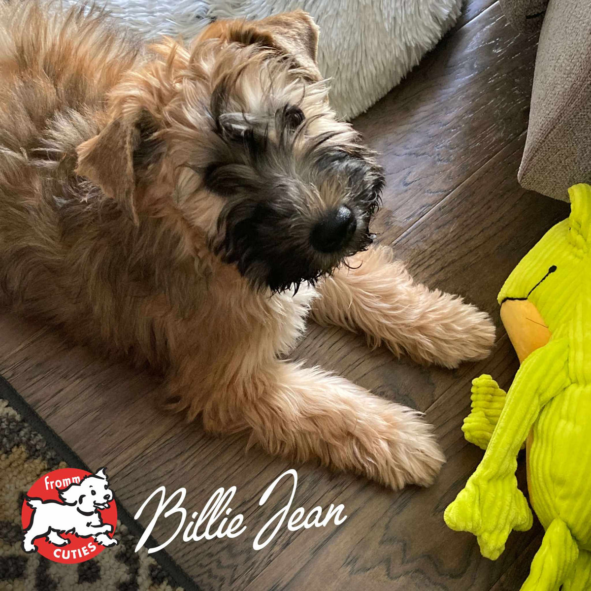 Fluffy puppy lying on wooden floor near yellow plush toy, representing Gold Puppy dog food for puppies and nursing mothers.