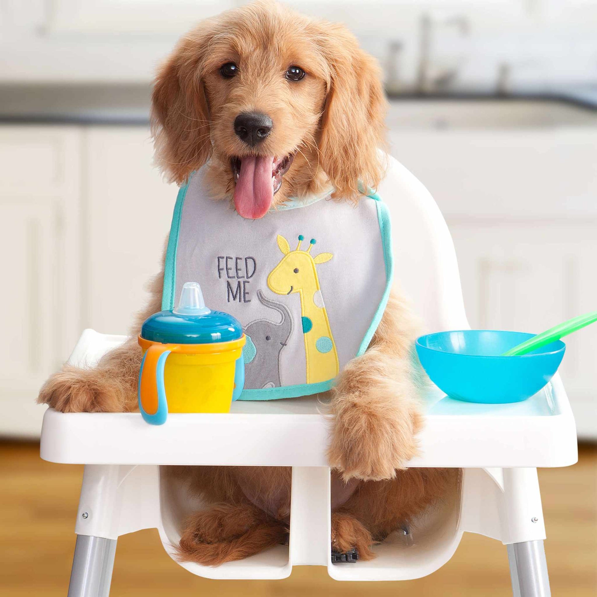 Golden puppy wearing bib sitting in high chair with bowl and sippy cup for feeding