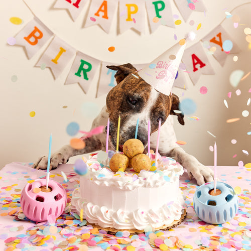 Dog wearing party hat with Pupsicle Birthday Pops on cake surrounded by confetti and candles