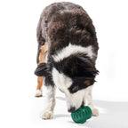 Pupsicle dog enrichment toy in teal natural rubber with ridged sides, shown being licked by a tricolor dog.