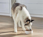 RawMix Open Prairie dog kibble, brown crunchy pieces served in a white patterned bowl as a husky eats.