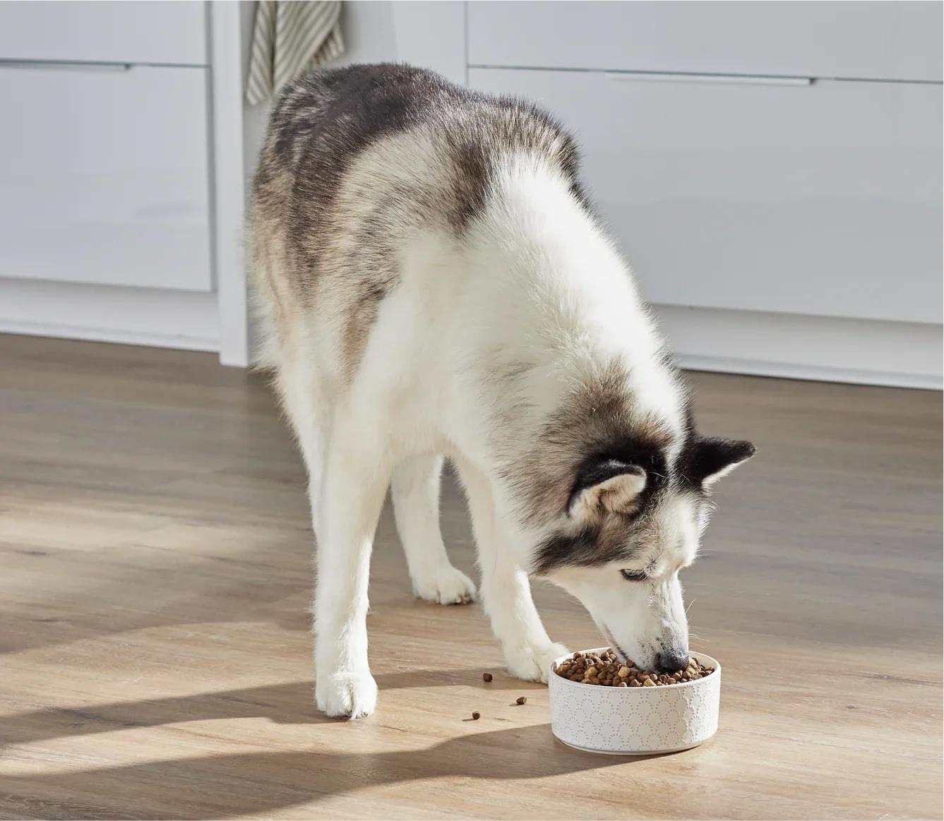Siberian Husky eating RawMix Open Prairie Ancient Grains Dog Kibble from a bowl on a kitchen floor