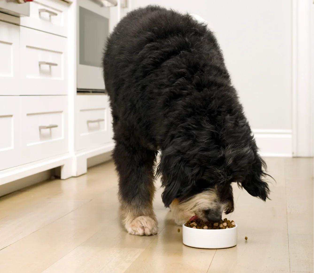 Black and brown dog eating RawMix Wild Ocean grain-free dog kibble from white bowl on kitchen floor