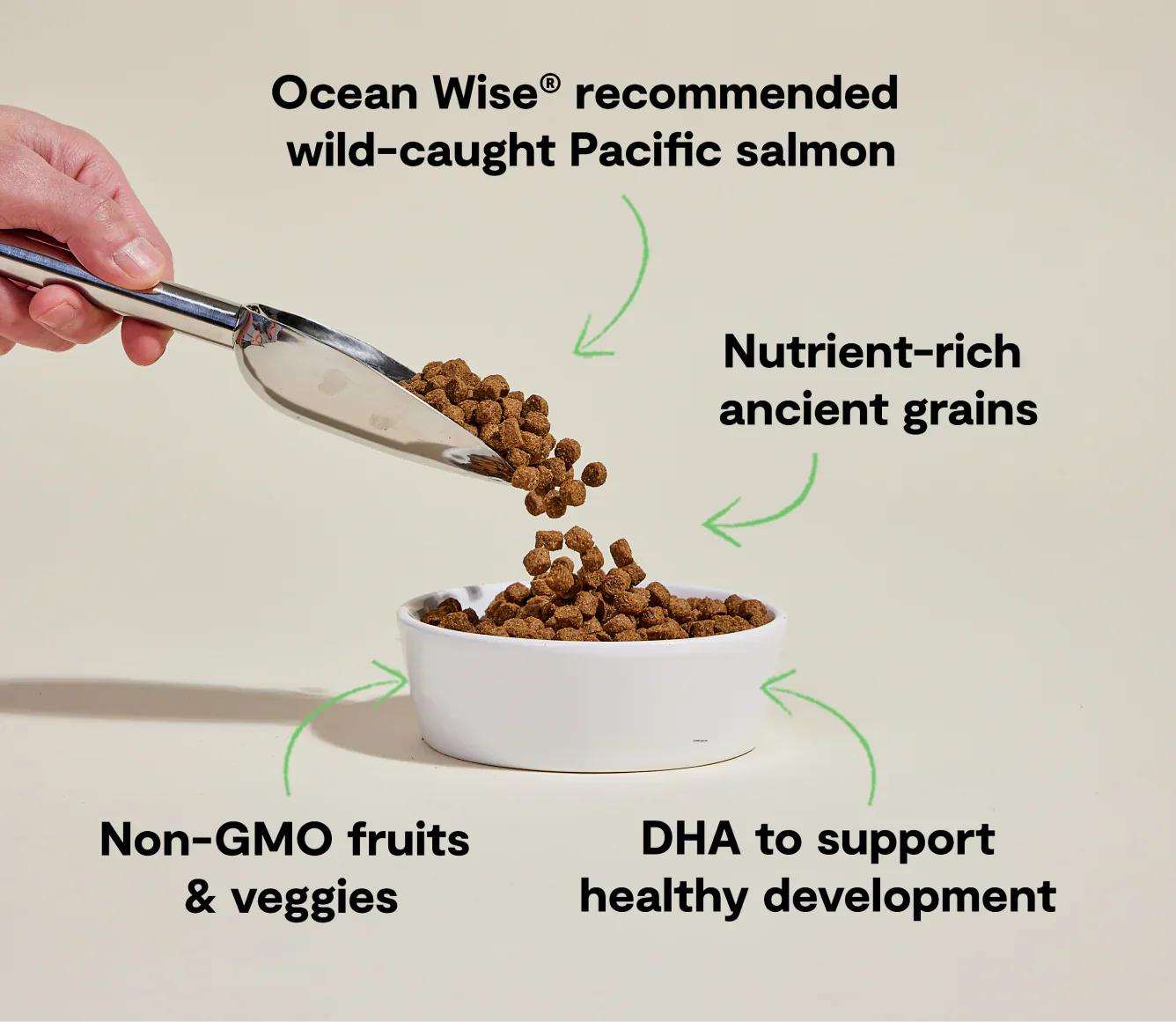 Puppy Salmon & Ancient Grain Recipe kibble with wild-caught salmon, nutrient-rich ancient grains, non-GMO fruits and veggies, and DHA for healthy puppy development