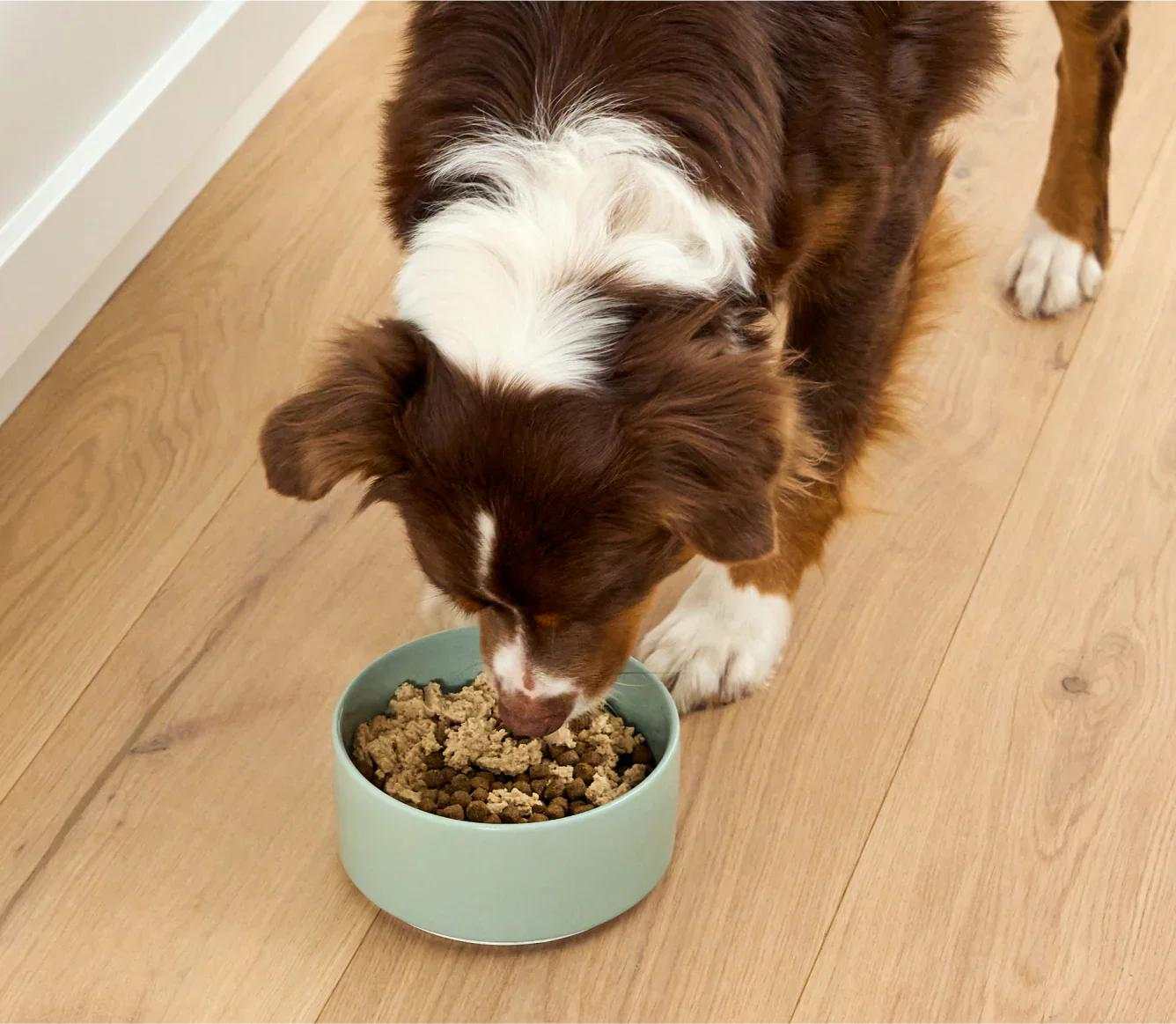 Salmon Topper for Dogs-Dry Supplement-Open Farm-DFW Raw Dog Food