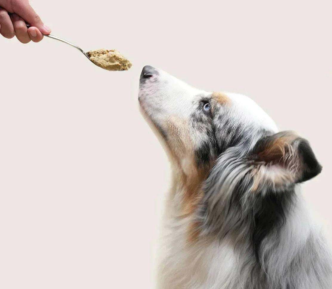 Dog eating Tummy Rescue Freshly Crafted dog food spoonful with turkey and veggies