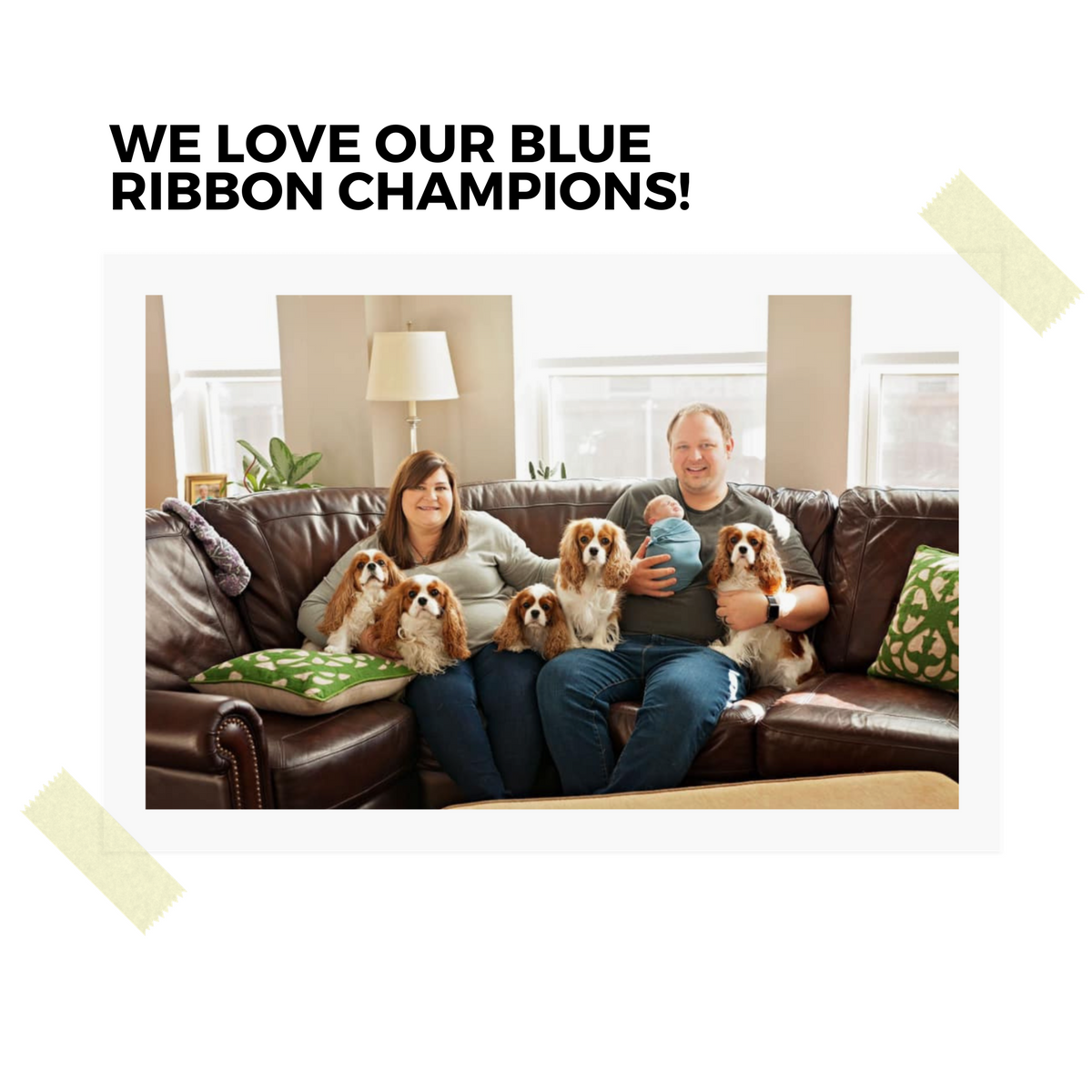 A family with a newborn baby and five Cavalier King Charles Spaniels sitting together on a brown leather sofa.