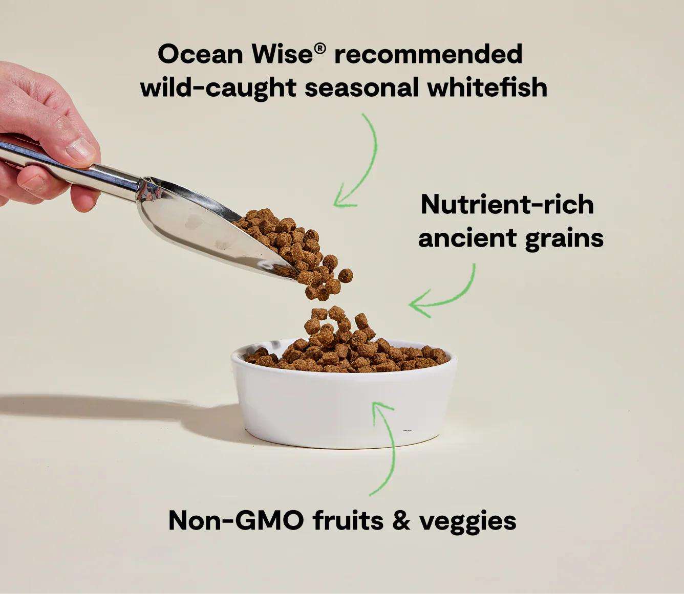 Seasonal whitefish and ancient grain dog kibble with non-GMO fruits and veggies in white bowl