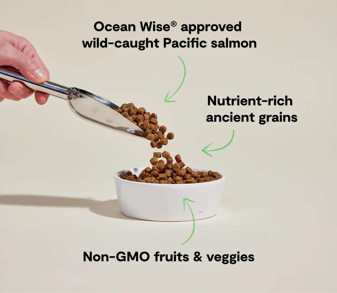 Wild-Caught Salmon & Ancient Grain Recipe dog kibble with nutrient-rich grains and non-GMO fruits and veggies in a white bowl
