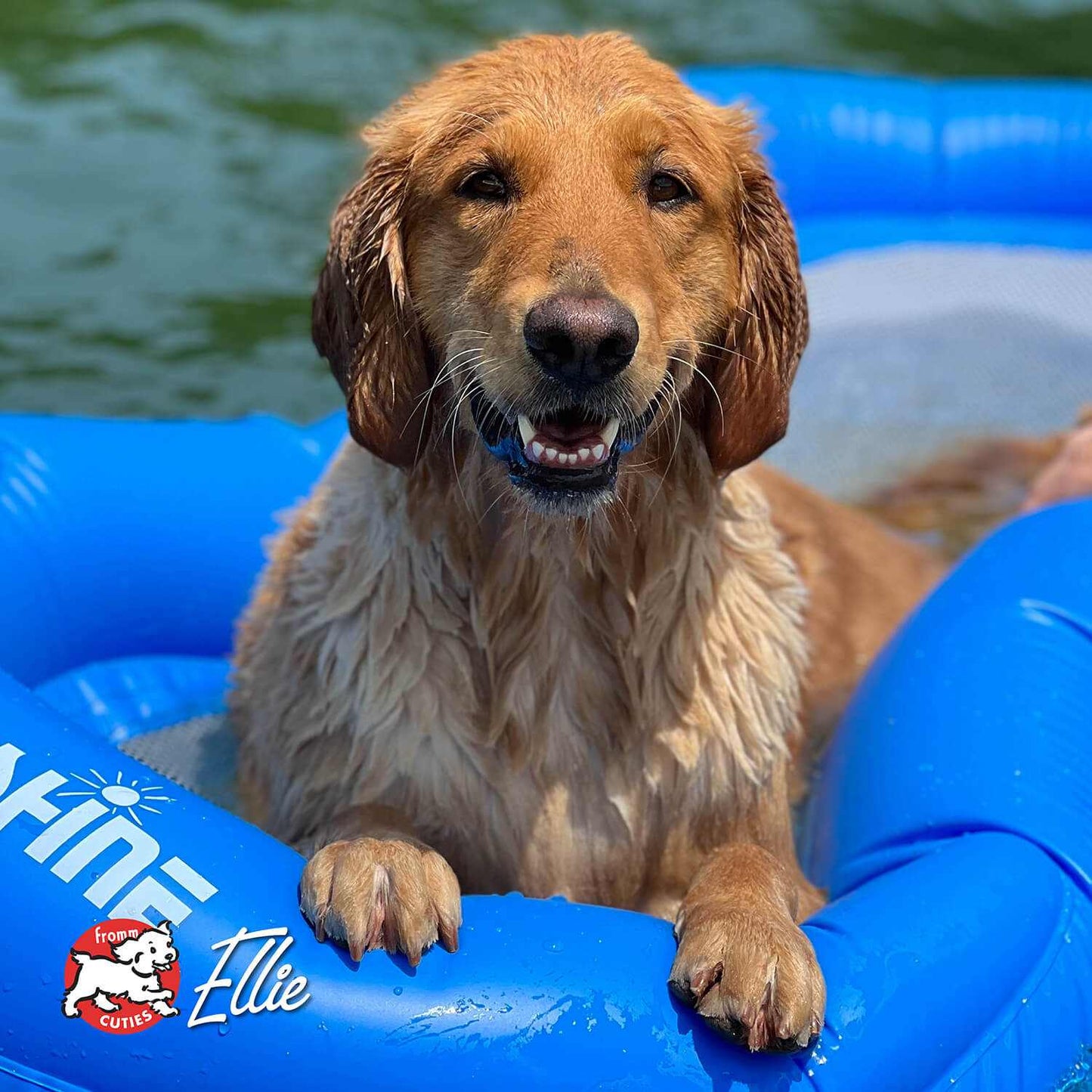 Happy wet golden retriever in blue pool enjoying summer playtime Zealambder dog food promotion