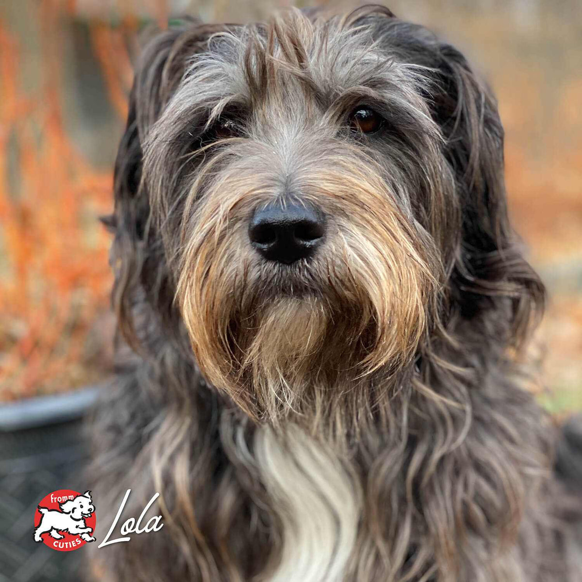 close-up of a fluffy brown and gray dog with a beard and soulful eyes representing Zealambder Dog Food, oats and barley recipe