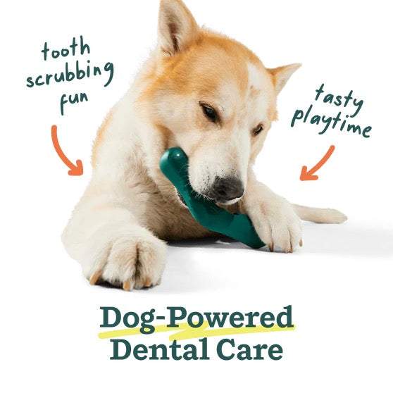 Dog using Bite n' Brush for dental care and playtime.