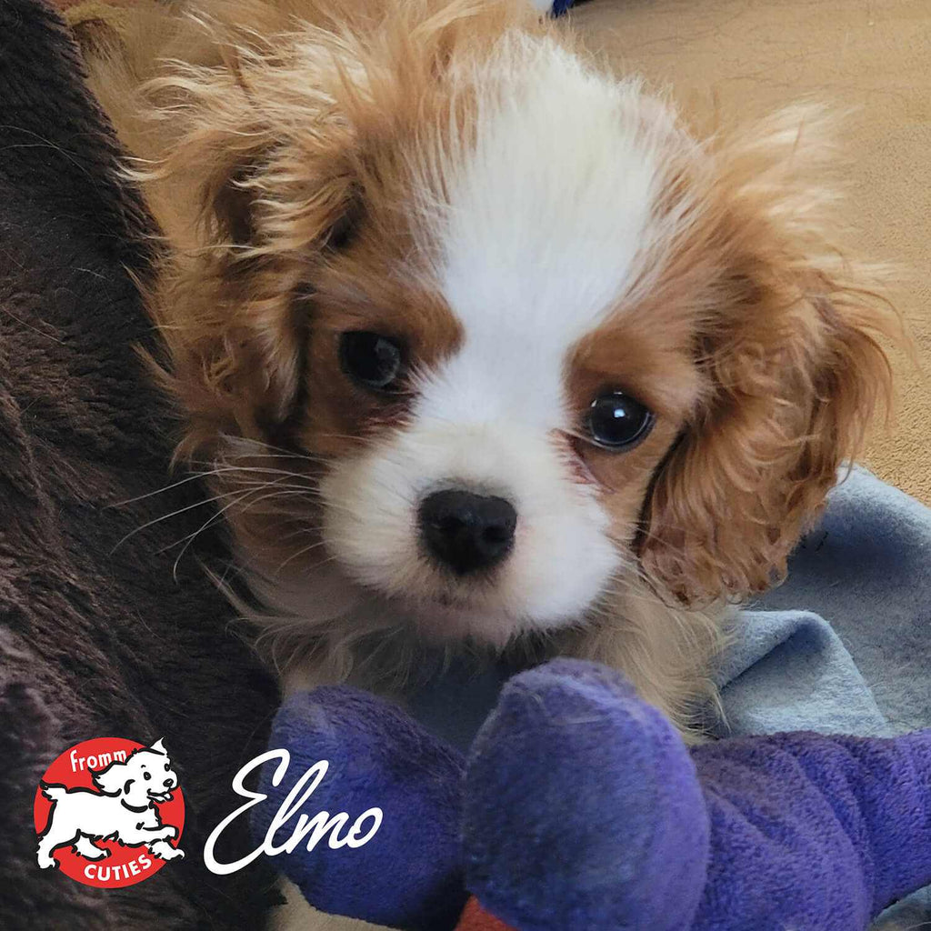 cute gold and white puppy with fluffy fur lying on a blanket with a purple toy for Gold Puppy food promotion