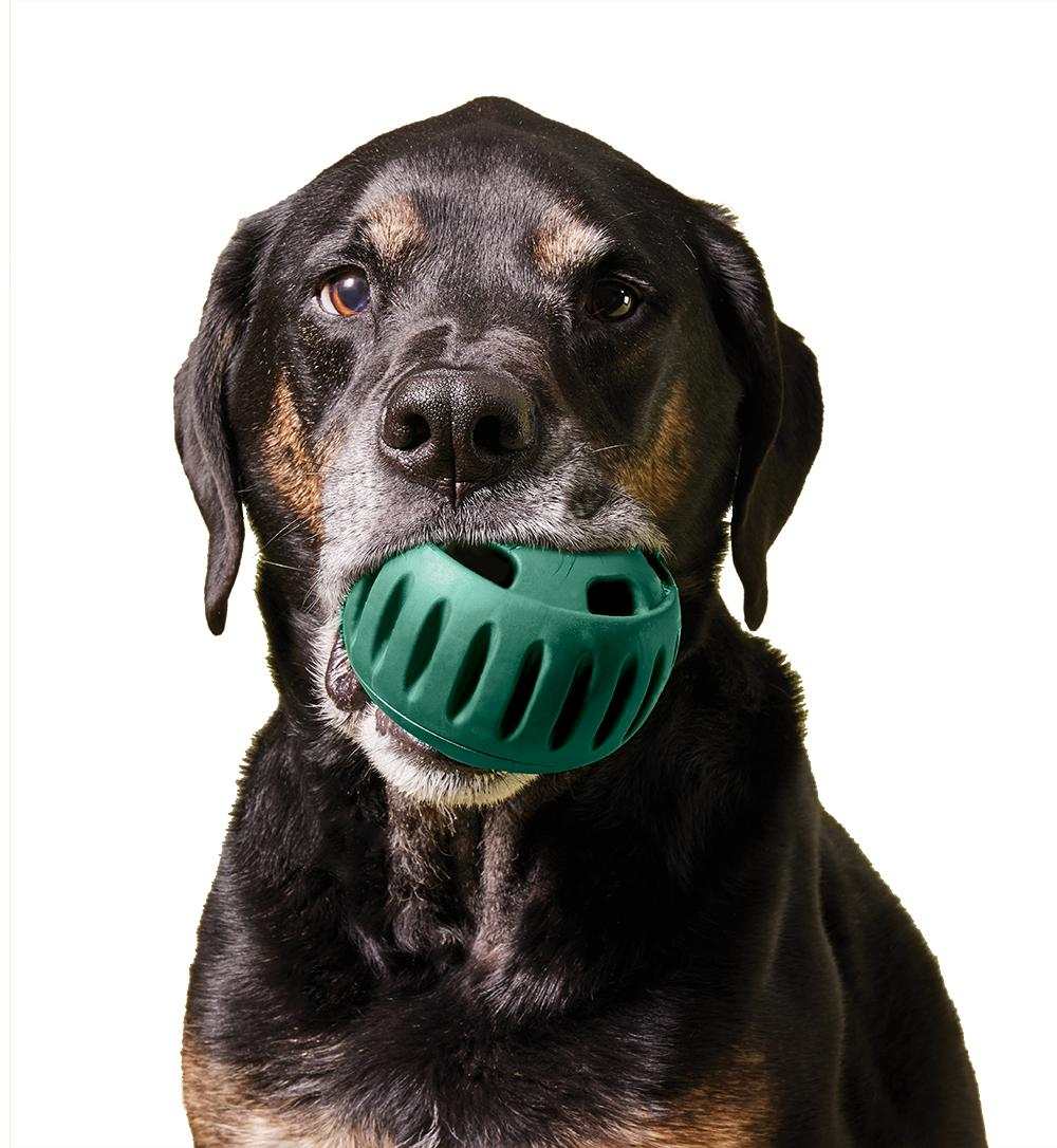 Pupsicle Pops chew toy, green slotted rubber holder held in a black and tan dog's mouth, designed for treats.