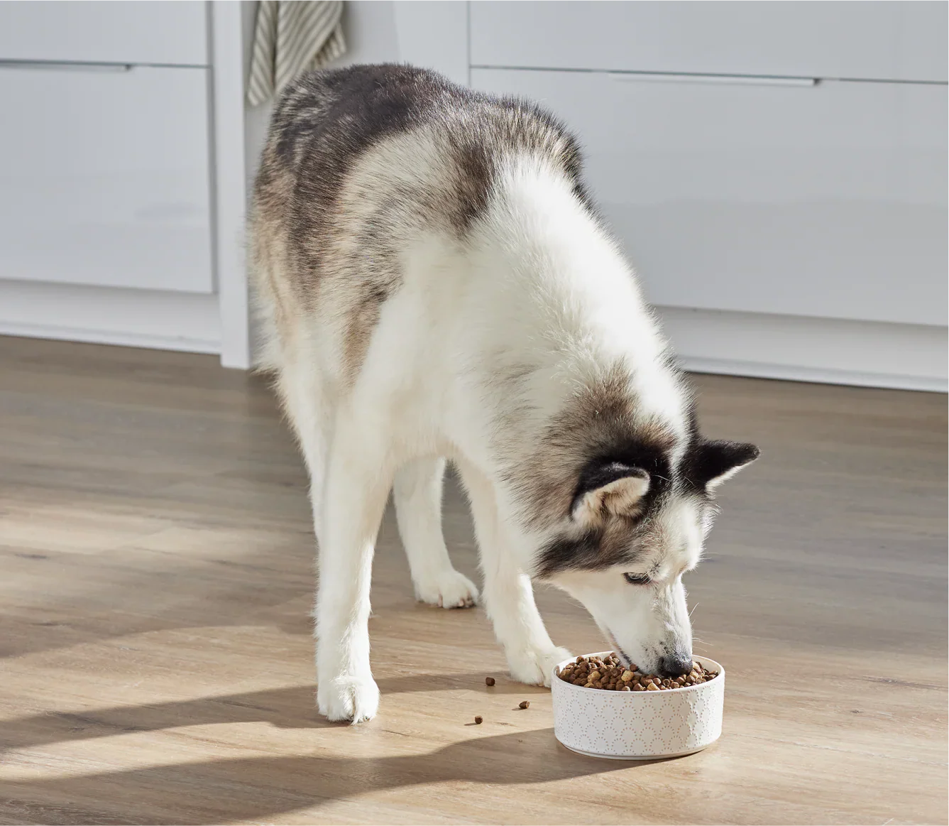 Husky dog eating RawMix Wild Ocean Ancient Grains protein-rich dog kibble from a white bowl indoors