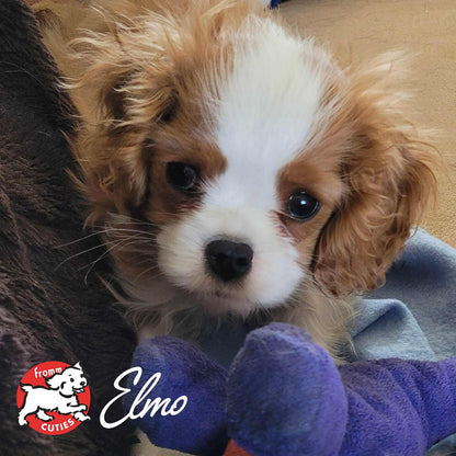 cute gold and white puppy with fluffy fur lying on a blanket with a purple toy for Gold Puppy food promotion