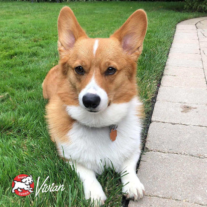 Corgi dog lying on grass next to a paved path representing Heartland Gold Adult dog food for active adult dogs.
