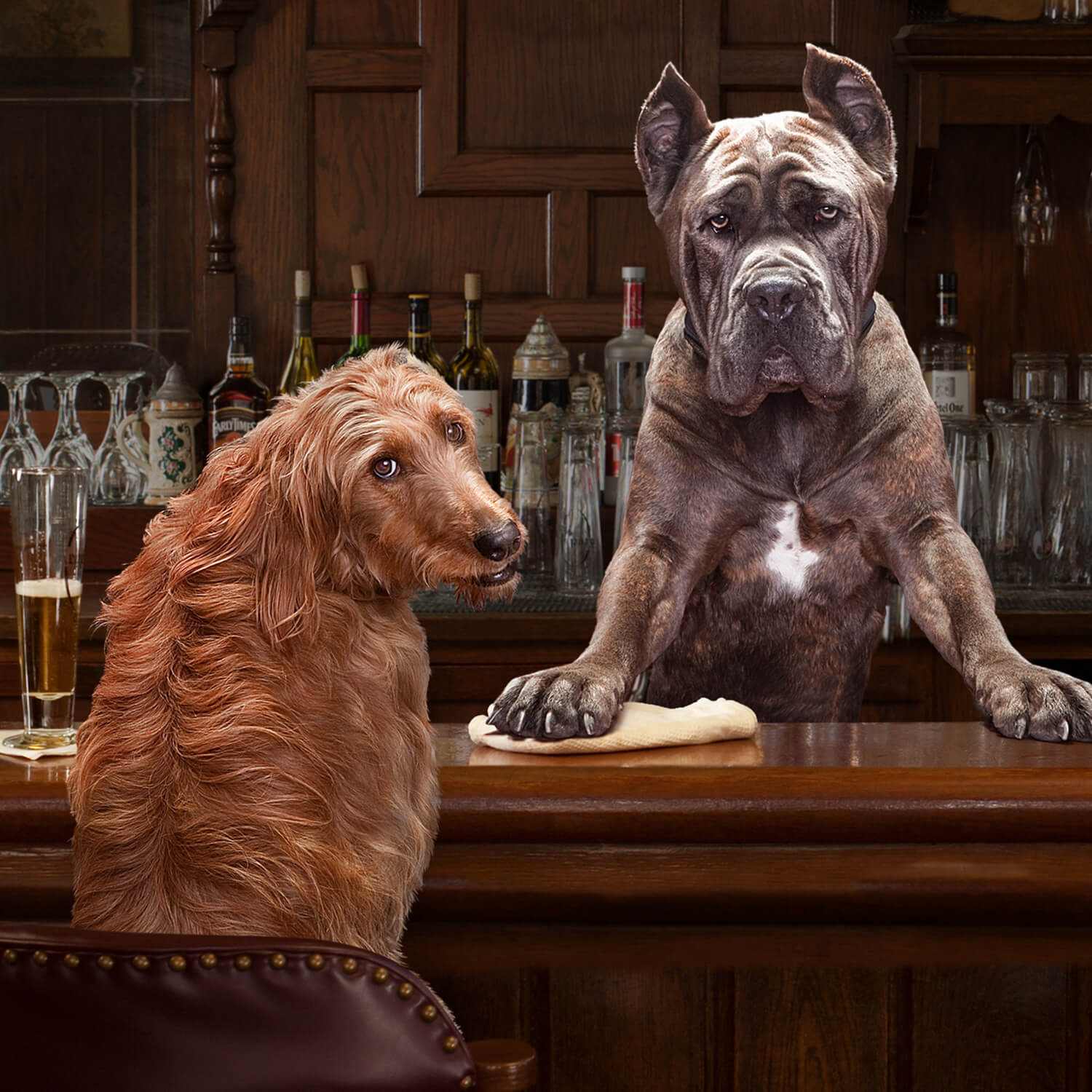 Two adult dogs sitting at a wooden bar counter, illustrating healthy and active adult dogs for GOLD ADULT Dog 30 lb food.