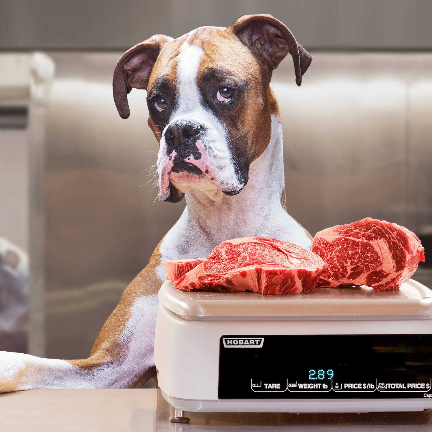 Boxer dog with raw red meat on a digital kitchen scale representing Heartland Gold Adult dog food with beef, pork, and lamb recipe