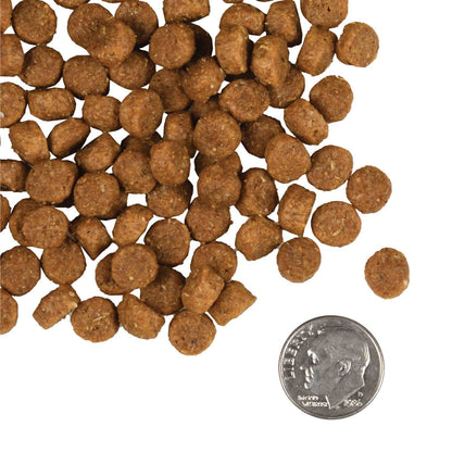 Gold Puppy dog food kibble with dime for size, nutritious formula for puppies and nursing mothers