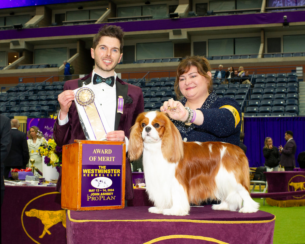 A handler and judge pose with a Blenheim Cavalier King Charles Spaniel holding an Award of Merit at the Westminster Dog Show.